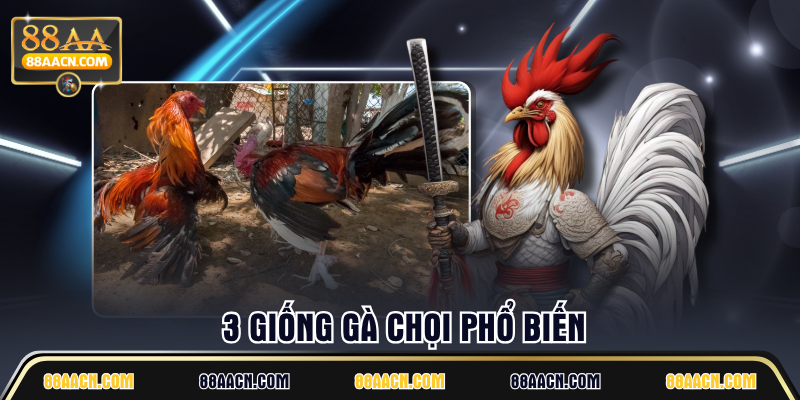  3 giống gà chọi phổ biến